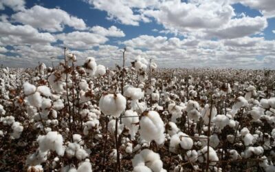 Το Δίκτυο Ελληνισμού στα Μπλόκα των Αγροτών.  Τι πρέπει να κάνουν οι Αγρότες και οι Έλληνες επειγόντως.