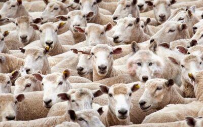 Προσέχετε ἀπὸ τῶν ψευδοπροφητῶν ποὺ δροῦν ἀνεξέλεγκτα μέσα στὸν χῶρο τῆς ἐκκλησίας